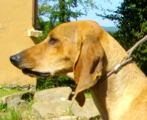 CHIANTI - Allevatore e Proprietario Marco Rossi